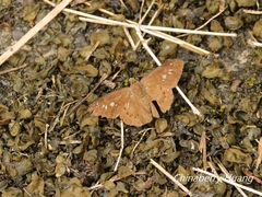 Seseria formosana