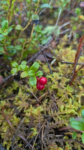 Lingonberry