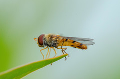 Episyrphus balteatus