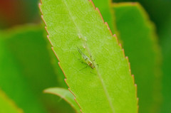 Aphididae