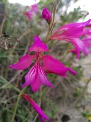 Gladiolus dubius