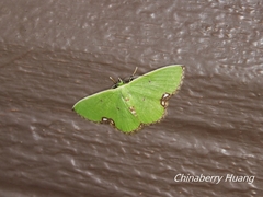 Comibaena procumbaria