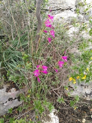 Gladiolus dubius