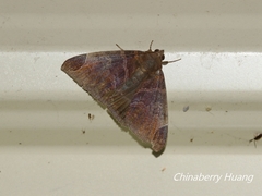 Pindara illibata