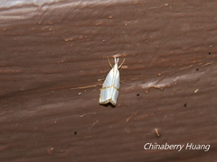 Pseudargyria interruptella