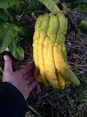 Citrus medica sarcodactylis