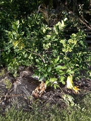 Citrus medica sarcodactylis