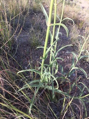 Penstemon parryi
