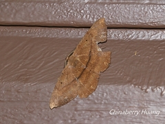 Chorodna ochreimacula