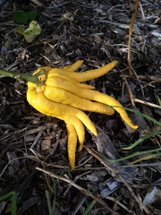 Citrus medica sarcodactylis
