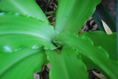 Veltheimia bracteata