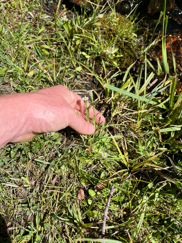 Erigeron lonchophyllus, photograph 4