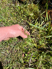 (c) glittergravel, some rights reserved (CC BY) Erigeron lonchophyllus, photograph (c) glittergravel, some rights reserved (CC BY)