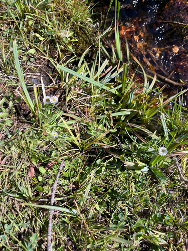 Erigeron lonchophyllus, 2026-08-15