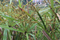 Cyperus dives