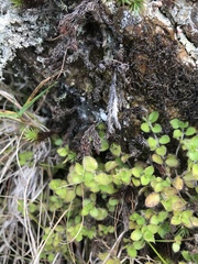 Leptostigma setulosum