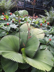 Licuala peltata