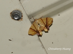 Trotocraspeda divaricata