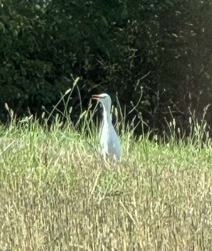 Western Cattle-Egret