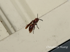 Polistes tenebricosus