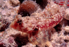 Synchiropus morrisoni