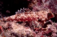 Synchiropus morrisoni