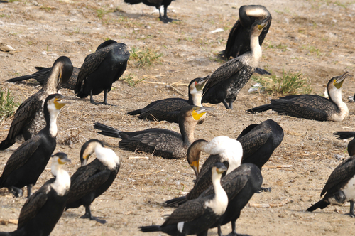 iNaturalist image
