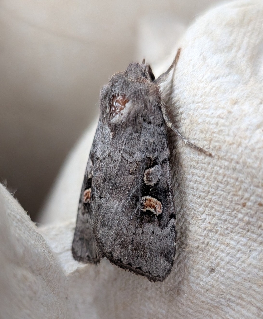Adelphagrotis stellaris