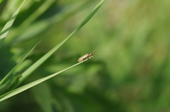 Metacantharis clypeata