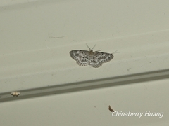 Percnia suffusa