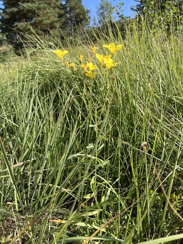 Linum flavum, photograph 1
