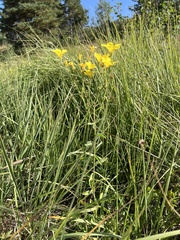 Linum flavum