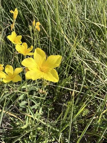 Linum flavum, photograph 2