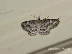 Percnia suffusa