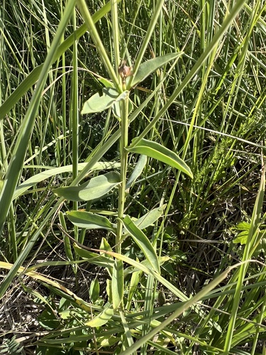 Linum flavum, photograph 3