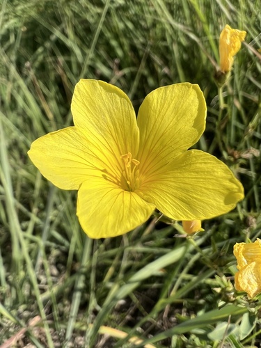 Linum flavum, photograph 4