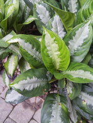 Aglaonema nitidum