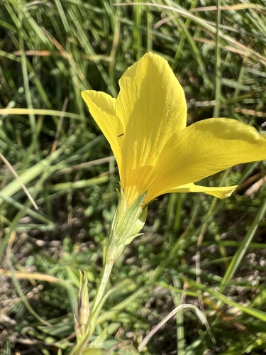 Linum flavum, photograph 5