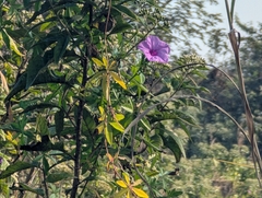 Ipomoea magnusiana