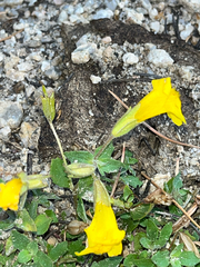 Erythranthe tilingii, photograph (c) glittergravel, some rights reserved (CC BY)