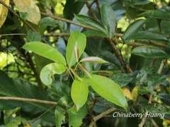 Turpinia ternata
