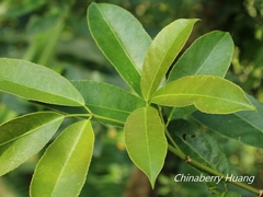 Turpinia ternata