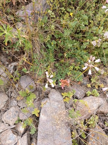 Allium kunthianum, photograph 4