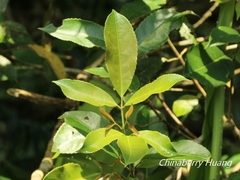Turpinia ternata
