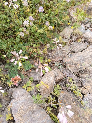 Allium kunthianum, photograph 5