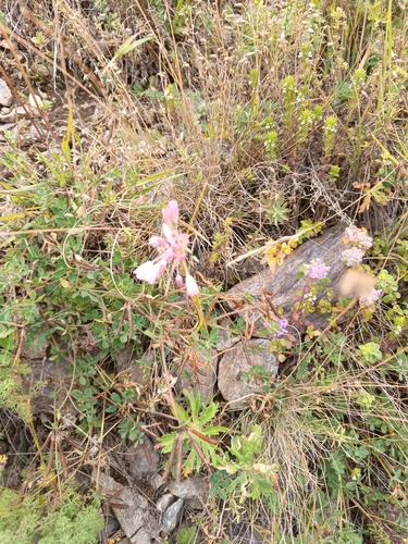 Allium kunthianum, photograph 6