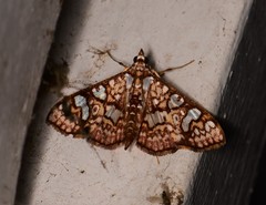 Glyphodes canthusalis