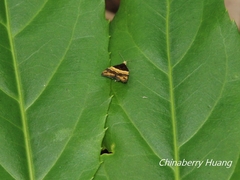 Choreutis basalis