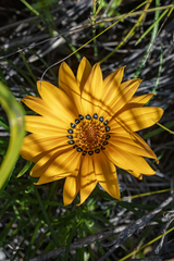 Gazania ciliaris
