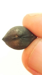 Corbicula fluminalis